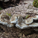 Auricularia-mesenterica-Viltig-judasoor_20150305MH1074-8