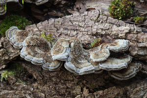 Auricularia-mesenterica-Viltig-judasoor_20150305MH1074-8