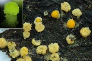 Bactridium flavum_MH20181115_030081-8