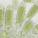 Bactridium flavum_20181115_spo1