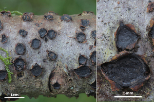 Biscogniauxia-marginata_20201119MH0278