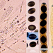 Biscogniauxia-marginata_20201119MH322l