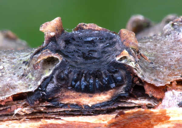 Biscogniauxia-marginata_20201119MH332l