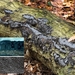Biscogniauxia-mediterranea_20181227MH9622-8