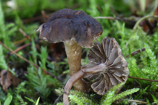 Camarophyllopsis-foetens-Stinkende-wasplaat_20141028MH0250