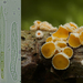 Capitotricha-bicolor-Tweekleurig-franjekelkje_20120503-MH2236-8
