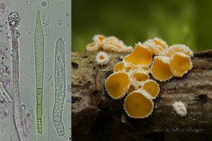 Capitotricha-bicolor-Tweekleurig-franjekelkje_20120503-MH2236-8
