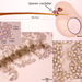 Cephalotrichum-brevistipitatum_20200220MH0111_8
