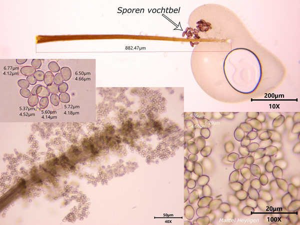 Cephalotrichum-brevistipitatum_20200220MH0111_8