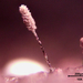 Cephalotrichum-brevistipitatum_20200220MHe61743-8