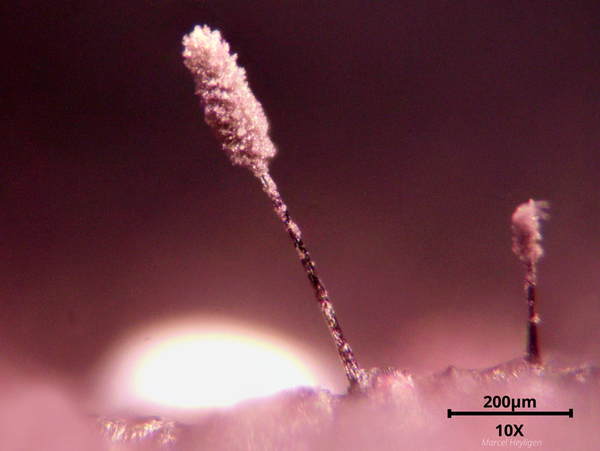 Cephalotrichum brevistipitatum