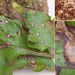 Cercospora-beticola_20210804HM0013-8