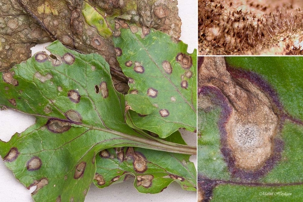 Cercospora beticola