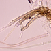 Cercospora-beticola_20210804HM0012_8