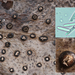 Ceuthospora-phacidioides-opIilex-aquifolium-20140227MH8