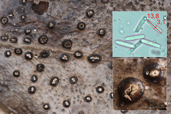 Ceuthospora phacidioides