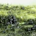 Chaetosphaeria-callimorpha_20140828MH