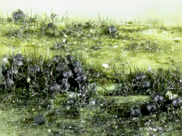 Chaetosphaeria callimorpha