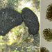 Cheirospora-botryospora-20230803MH004-8