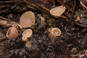 Ciboria-amentacea_Elzenkatmumiekelkje_MH20100311_029365-8