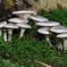Clitocybe-nebularis-var-nebularis-Nevelzwam_20161117MH5189-8