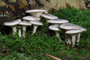 Clitocybe-nebularis-var-nebularis-Nevelzwam_20161117MH5189-8