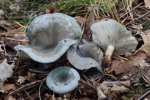 Clitocybe-odora-var-odora-Groene-anijstrechterzwam_20170810MH7694