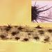 Colletotrichum-dematium_20190808MH201