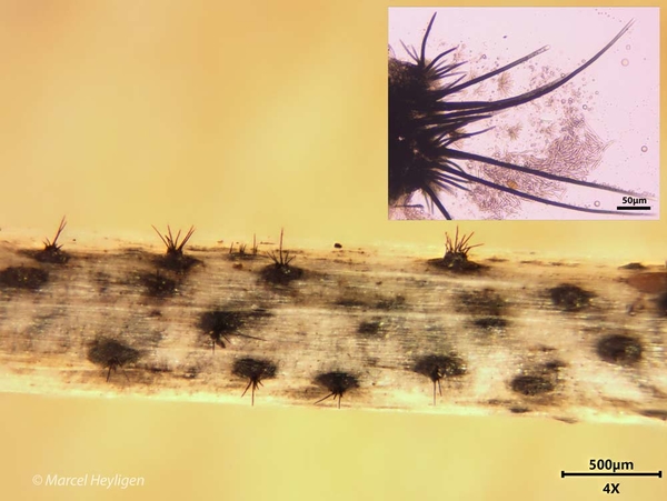Colletotrichum-dematium_20190808MH201