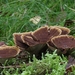 Coltricia-perennis-Echte-tolzwam_20150927MH2462