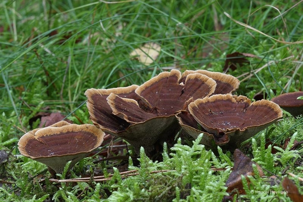 Coltricia-perennis-Echte-tolzwam_20150927MH2462