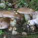 Cortinarius-balteatocumatilis-Violetbruine-gordijnzwam_201409010M