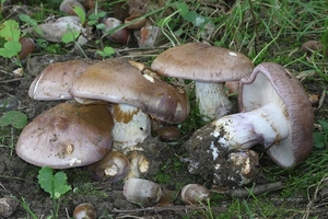 Cortinarius-balteatocumatilis-Violetbruine-gordijnzwam_201409010M