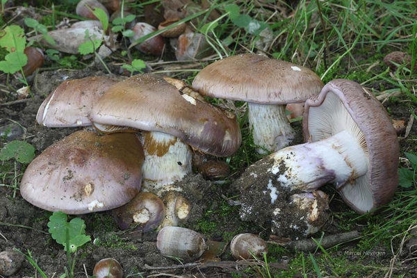 Cortinarius balteatocumatilis