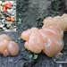 Craterocolla cerasi-Kersentrilzwam_20150106MH0851