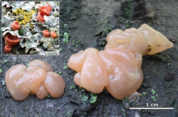 Craterocolla cerasi