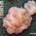 Craterocolla-cerasi--Kersentrilzwam_20150106MH0860-8