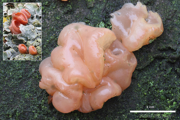 Craterocolla cerasi