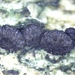 Crumenulopsis-pinicola-Dennengroepschoteltje_20181220MH0025