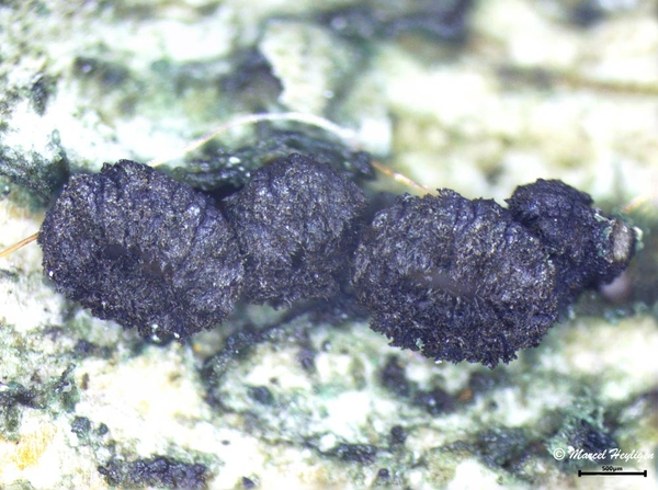 Crumenulopsis pinicola