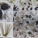 Cryptocoryneum-condensatum_20250410MH5411-SN