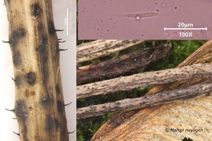 Plagiostoma inclinata_20200109-9