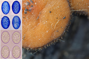 Scutellinia-nigrohirtula_20250515MH5999-8