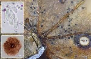 Microthyrium-ciliatum-var-hederae_20250515MH5845-8
