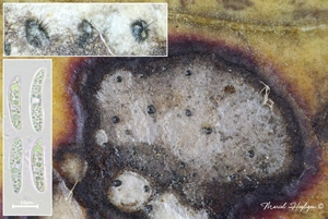Colletotrichum-tricellum_20250515MH5676-8