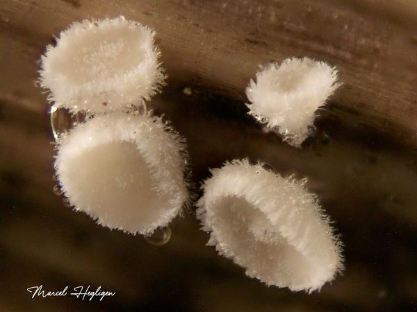 Lachnum-reynoutriae_20250529MH129175-8