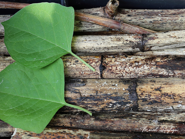 Fallopia-japonica_6960MH20250529-8