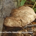 Aurantiporus-fissilis-Appelboomkaaszwam-MH20101028_028248-6-Ap