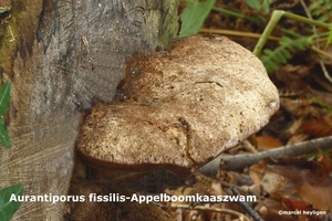 Aurantiporus-fissilis-Appelboomkaaszwam-MH20101028_028248-6-Ap