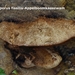 Aurantiporus-fissilis-Appelboomkaaszwam-MH20101028_028249-6-Ap